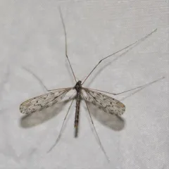 Limonia parietina thumbnail 3