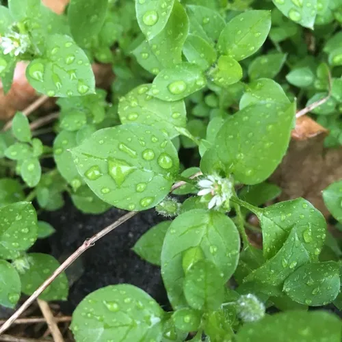 common chickweed