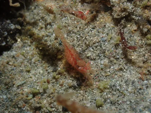 Pygmy Eualid
