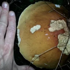 King Bolete thumbnail 4