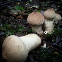 common puffball photo