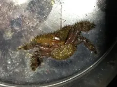Hapalogaster grebnitzkii thumbnail 3