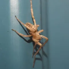 garden ghost spider thumbnail 2