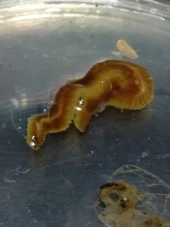 Notophyllum imbricatum thumbnail 1