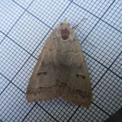 Common Oak Moth thumbnail 4