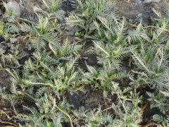 Amphibious Yellowcress thumbnail 2