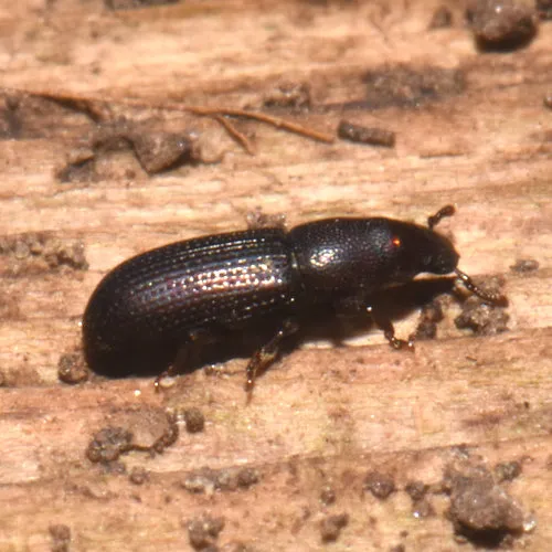 Eastern Pine Bark Weevil