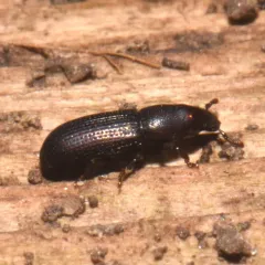 Eastern Pine Bark Weevil thumbnail 1
