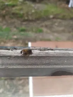 Red Mason Bee thumbnail 2