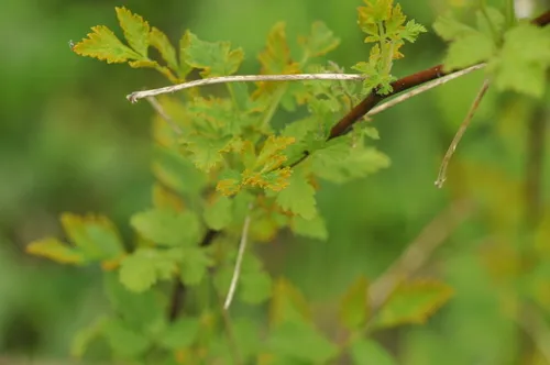 Orange Bramble Rust