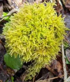 Elegant Beaked Moss thumbnail 2