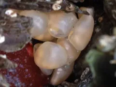 Buccinum baerii thumbnail 2