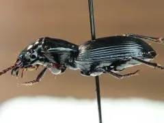 Pterostichus rostratus thumbnail 3