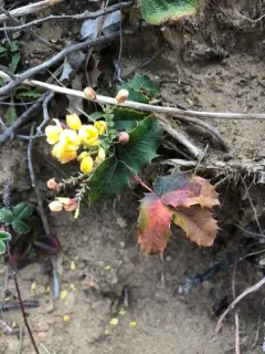 California barberry thumbnail 2