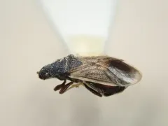 Crophius disconotus thumbnail 2