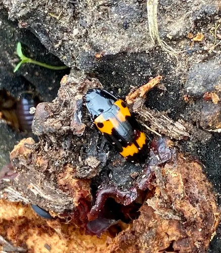 Red-banded Fungus Beetle