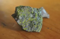 Polycauliona stellata thumbnail 3