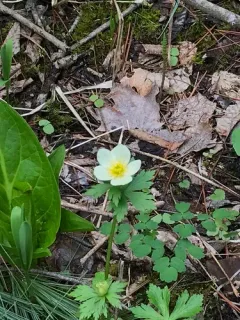 Eastern Globeflower thumbnail 3