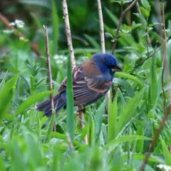 Blue Grosbeak thumbnail 4