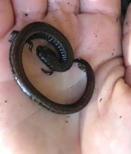 California Slender Salamander