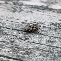 Anthomyia procellaris thumbnail 2
