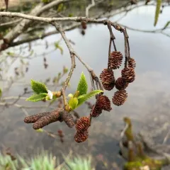 green alder thumbnail 4