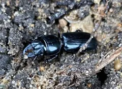 Scarites quadriceps thumbnail 2