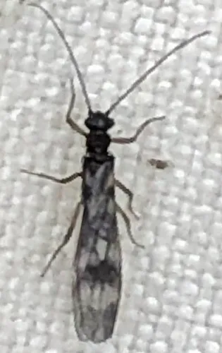Longhorn Forestfly