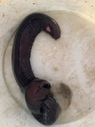 Black Hagfish