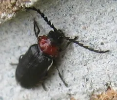 Ditemnus bidentatus thumbnail 3
