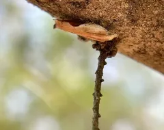 Pseudexentera costomaculana thumbnail 2