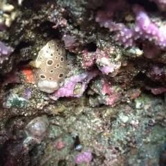 Northern Leopard Dorid thumbnail 3