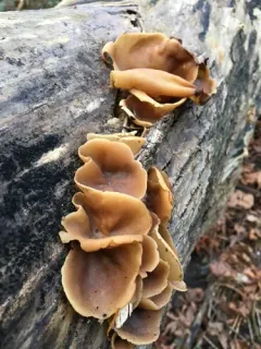 Peziza arvernensis thumbnail 3