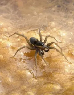 Saltmarsh Thin-legged Wolf Spider thumbnail 4