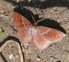 Dark-ribboned Wave Moth thumbnail 2