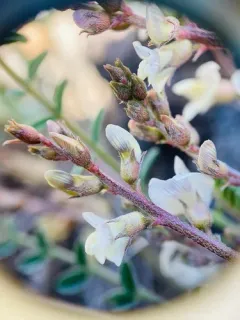Picabo Milkvetch thumbnail 2