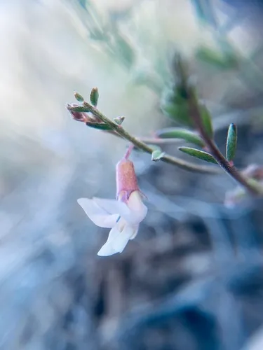 Mourning Milkvetch