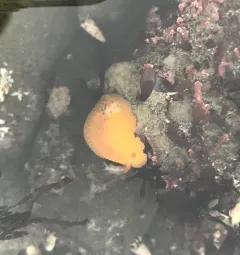 White-speckled Dorid thumbnail 3