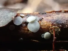 Mollisia discolor thumbnail 1