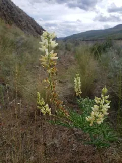 Garfield Lupine thumbnail 2