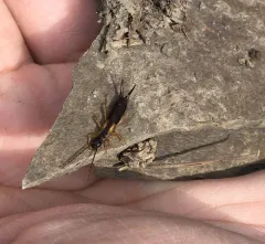 Spine-tailed Earwig thumbnail 3