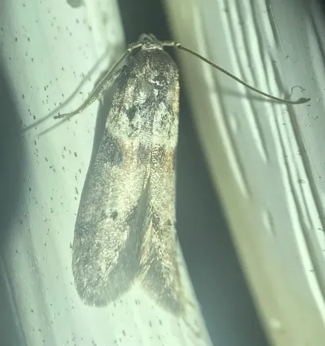 Asaphocrita busckiella