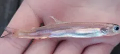 Whitebait Smelt thumbnail 1