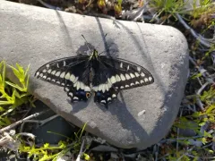 Indra Swallowtail thumbnail 1