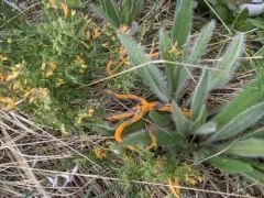 Lomatium Rust thumbnail 2