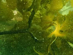 Southern sea palm thumbnail 2