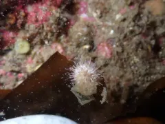 Pale urchin thumbnail 2