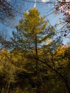 Japanese larch thumbnail 4