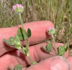 thimble clover thumbnail 4