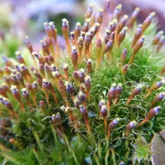 Slender Cruet-moss thumbnail 3